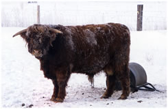 Bull!!!