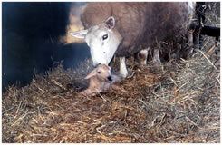The little one comes to life