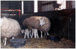 Family Together