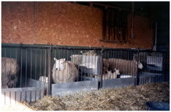 Sheep Apartments
