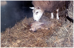 Mom Tends her Newest!