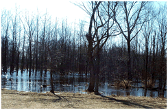 Early Spring