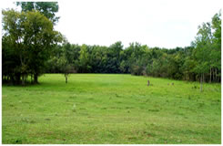 Summer Wetlands