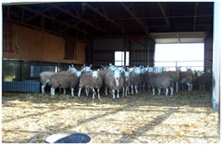 Flocking Bunch