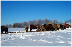 Winter Feeding