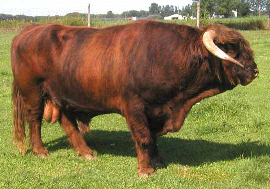 Zorrow 2nd of Dundonald